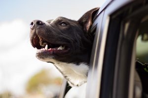 dog, happy, car ride-1149964.jpg