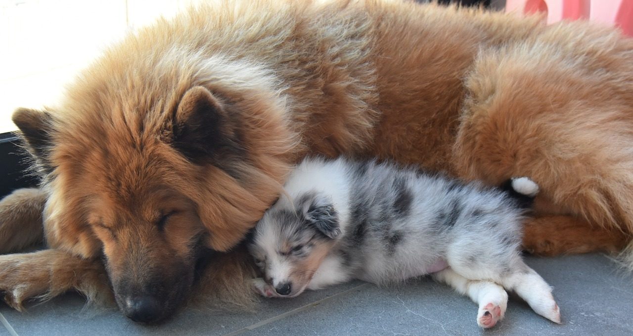 dogs, puppy, eurasier-7062916.jpg